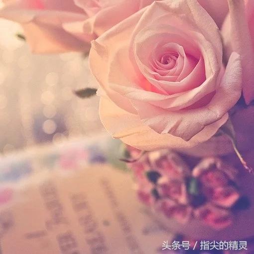 拍摄花卉组图大全,冬天拍玫瑰花图片大全