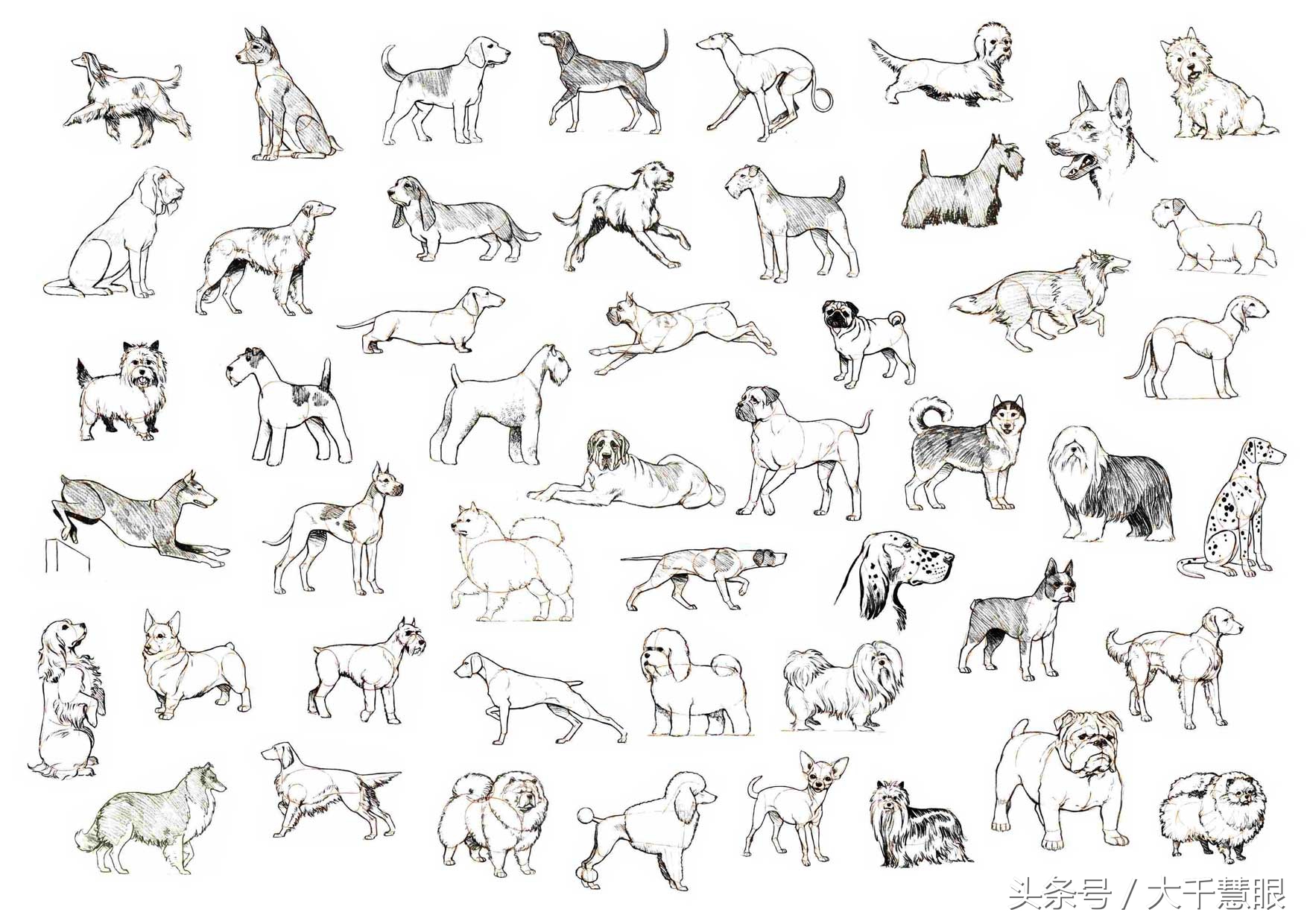 学画狗教程,狗狗造型大全教程初学