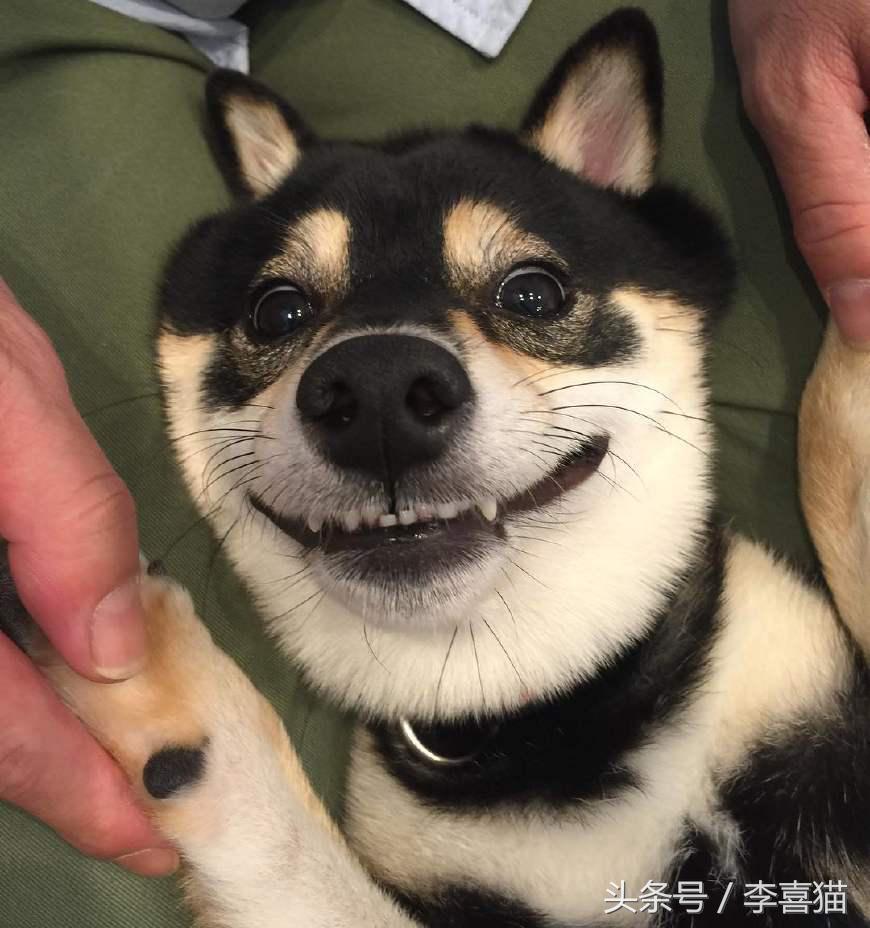 狗年就要到啦,超萌柴犬祝大家每天笑容满面无忧无虑!