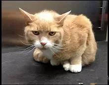 猫主子呕吐不吃饭精神不振,猫咪呕吐黄色糊状怎么治且不吃饭