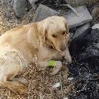 狗狗死前离开家,狗狗临死前跑走