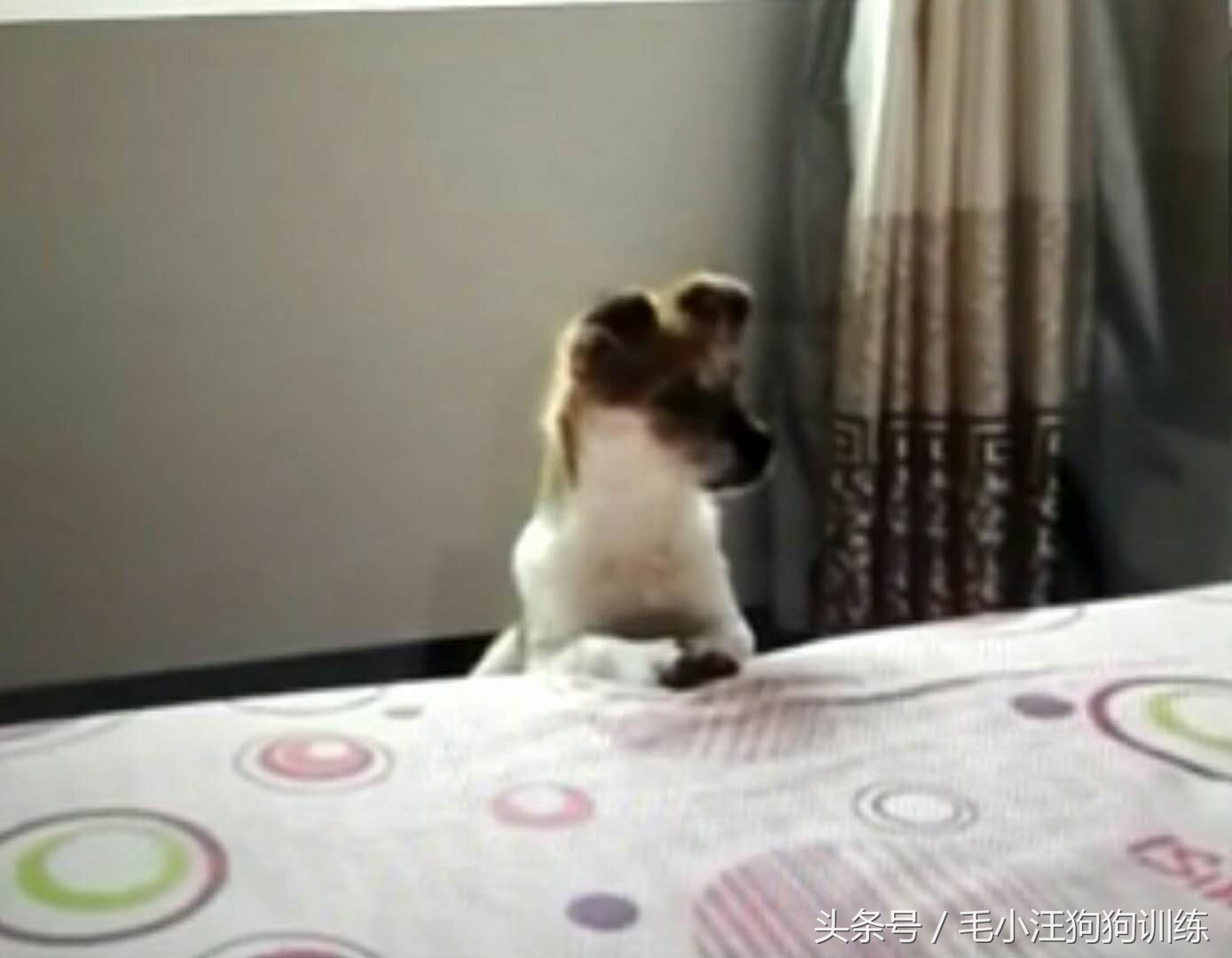 狗狗是怎么理解离别?铲屎官们纷纷讲述自家狗子的故事~