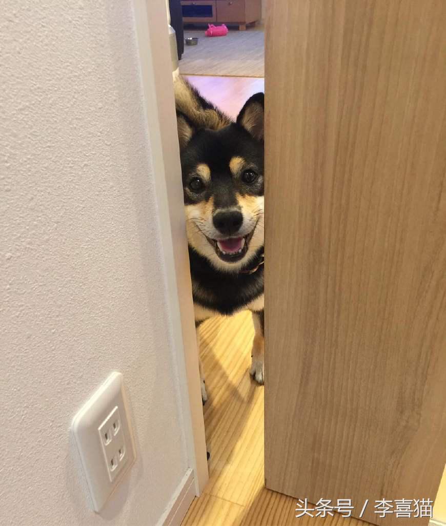 狗年就要到啦,超萌柴犬祝大家每天笑容满面无忧无虑!