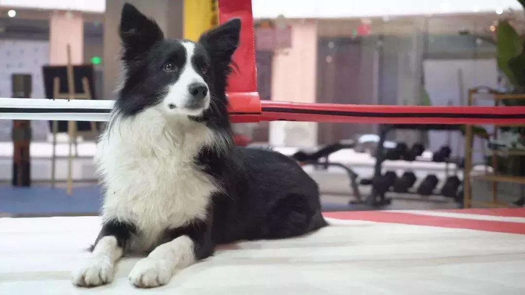 成都的十条网红狗，有的住豪宅穿名牌，比人活得还巴适