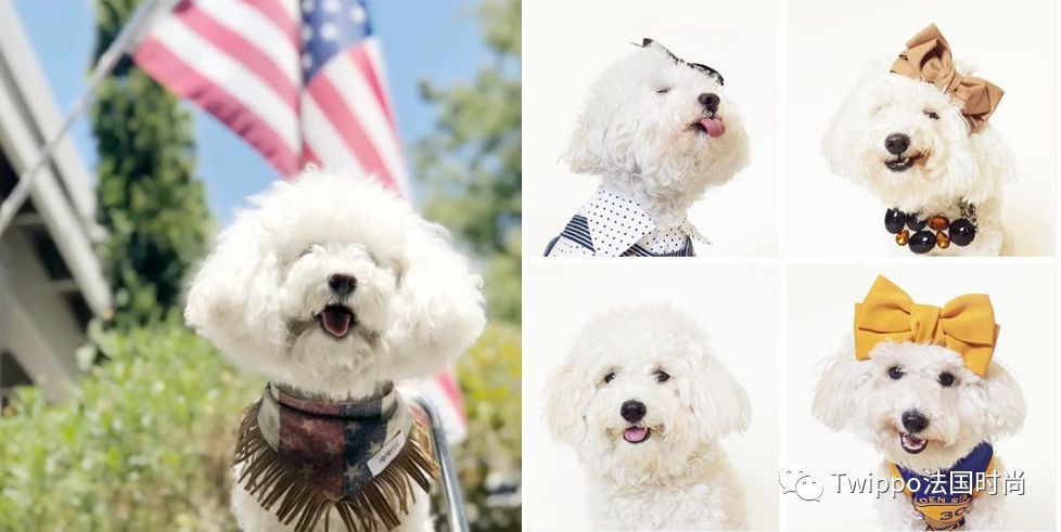 吐槽完了狗年单品，你给你的狗主子买了什么？