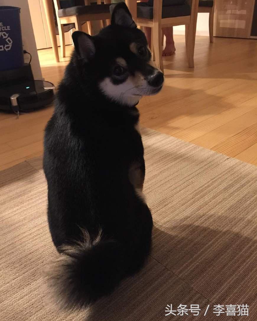 狗年就要到啦,超萌柴犬祝大家每天笑容满面无忧无虑!