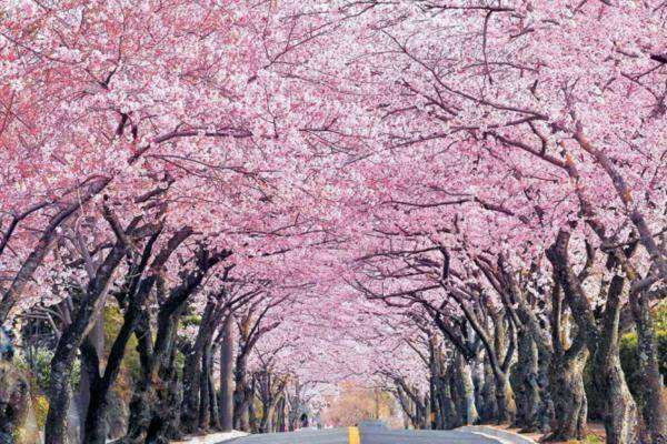 最红色的春晚,红色主题央视春晚