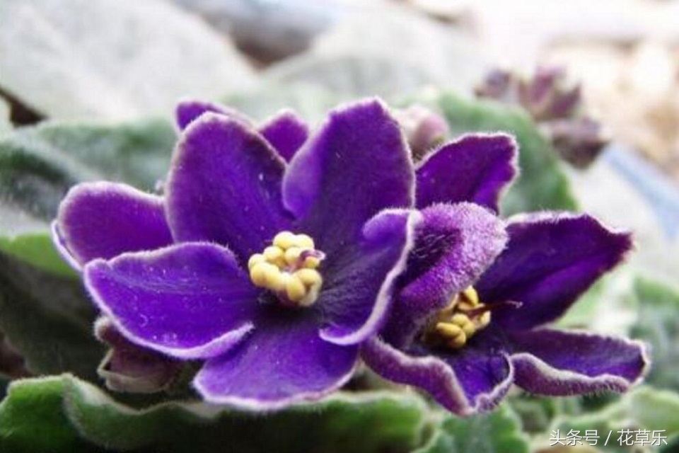 2018十二生肖流年运势详解,2018年十二生肖运势完整版