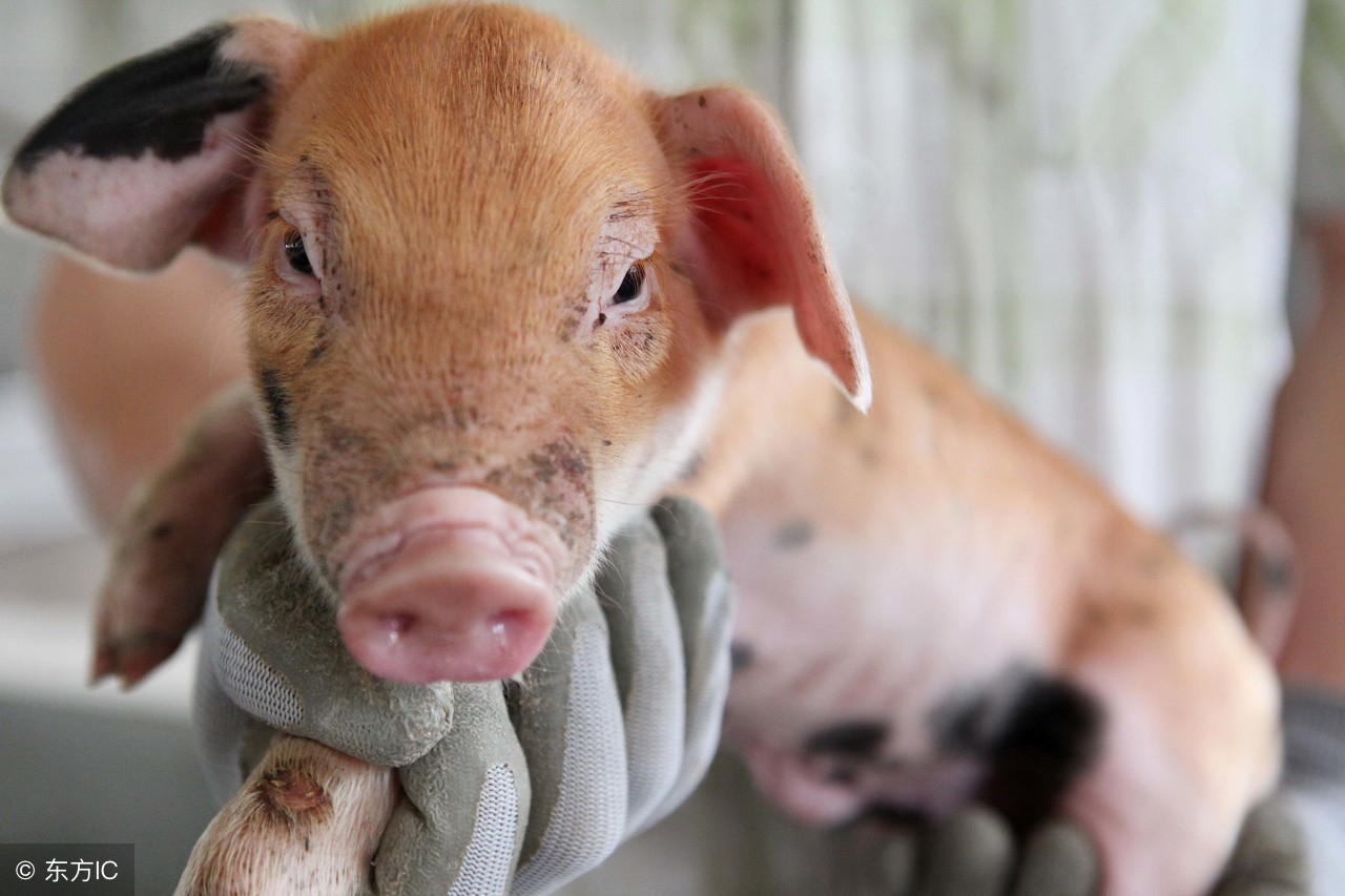 小猪为什么拉粪一粒粒的,大猪小猪拉白屎用什么药