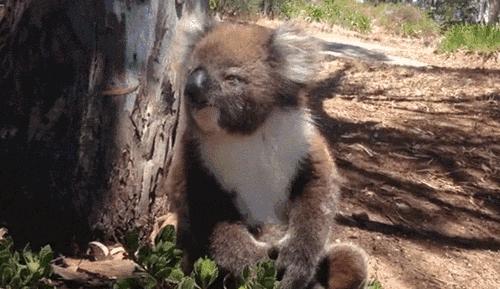 呆萌嗜睡的澳洲国宝居然是吃“屎”长大的