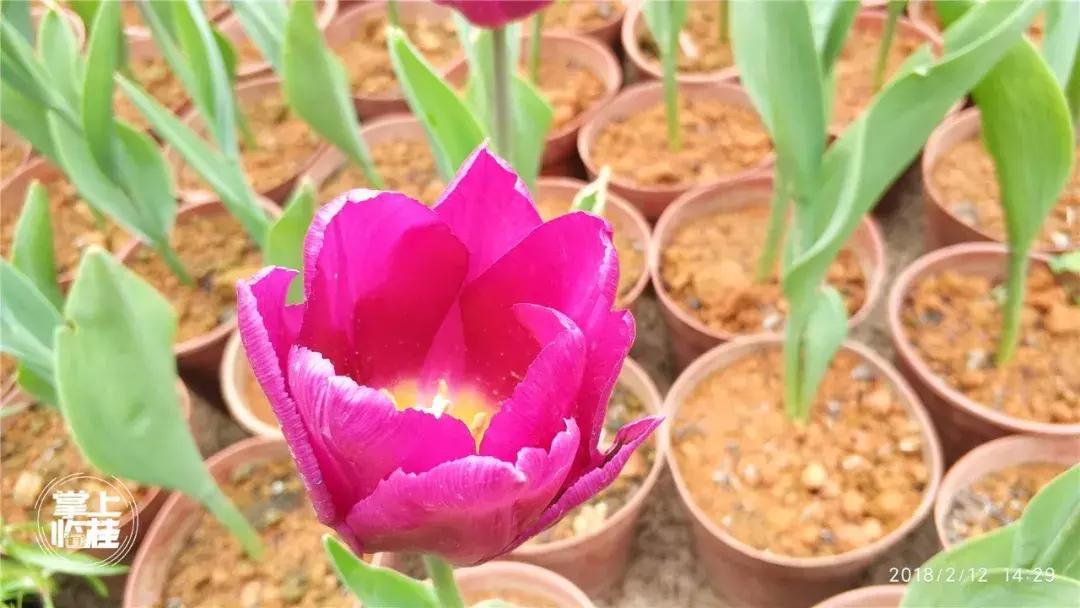 2020桂林訾洲公园郁金香盛开,桂林訾洲公园郁金香花期