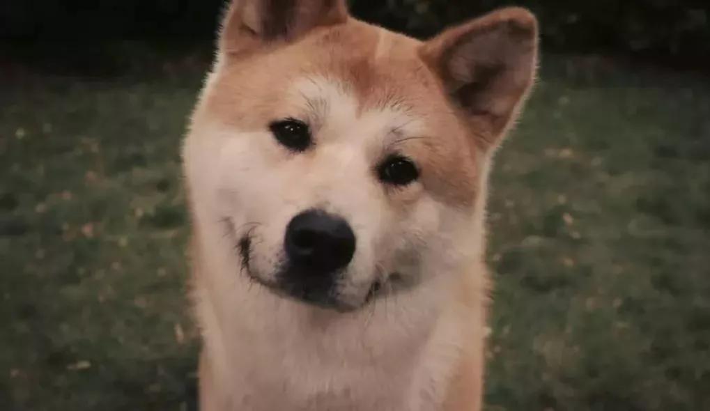 汪星人的电影完整版,十部不能错过的汪星人主题电影