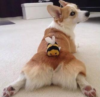 狗年养什么宠物,什么狗是旺财旺家的好狗