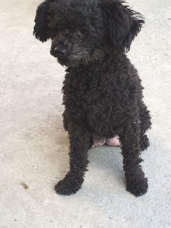 母狗泰迪生了一窝小泰迪,泰迪顺利生下五个小泰迪