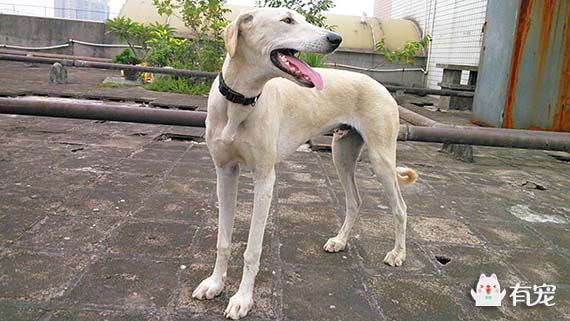 哮天犬是中国细犬最古老的猎犬,哮天犬的来历原来是一条恶狗