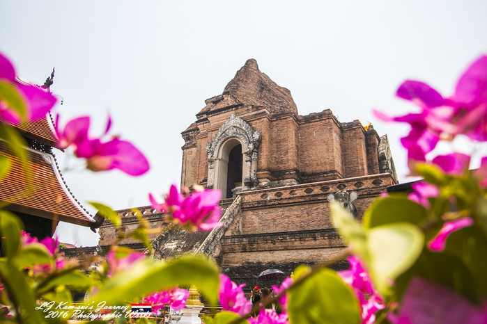 清迈佛寺之城等你采撷的泰北玫瑰,清迈环球旅行家