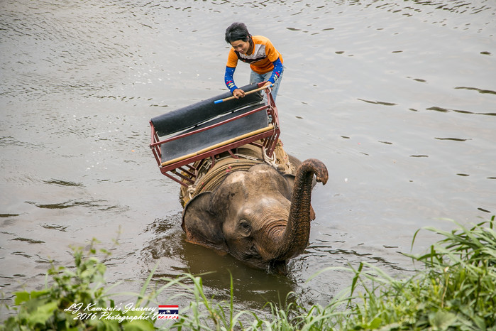清迈佛寺之城等你采撷的泰北玫瑰,清迈环球旅行家