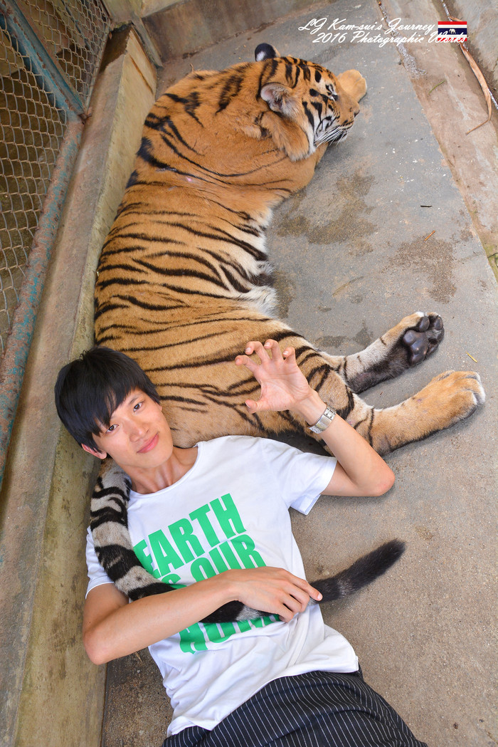 清迈佛寺之城等你采撷的泰北玫瑰,清迈环球旅行家