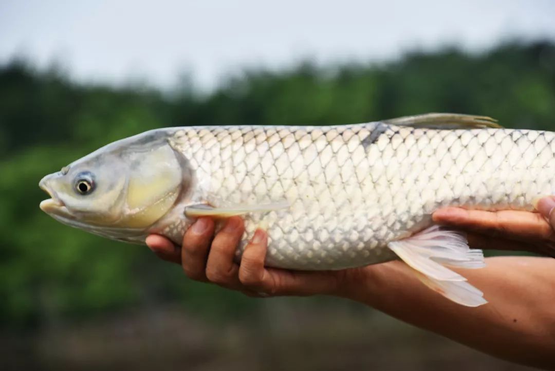 还未脱单？元宵前去东湾村吧，邂逅浪漫！