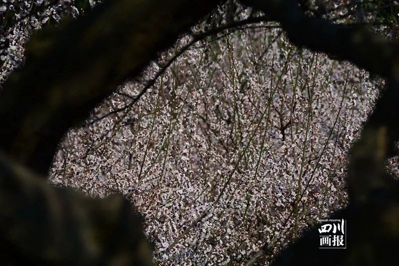 青梅已盛开旅游攻略,青梅已盛开