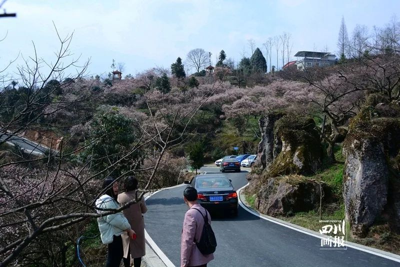 青梅已盛开旅游攻略,青梅已盛开