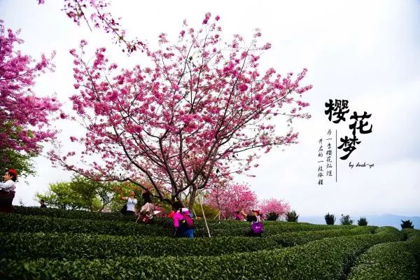 樱花梦日语,永福樱花之旅