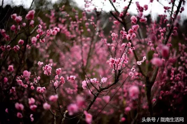 陇南梅园风景区,陇南康县梅园