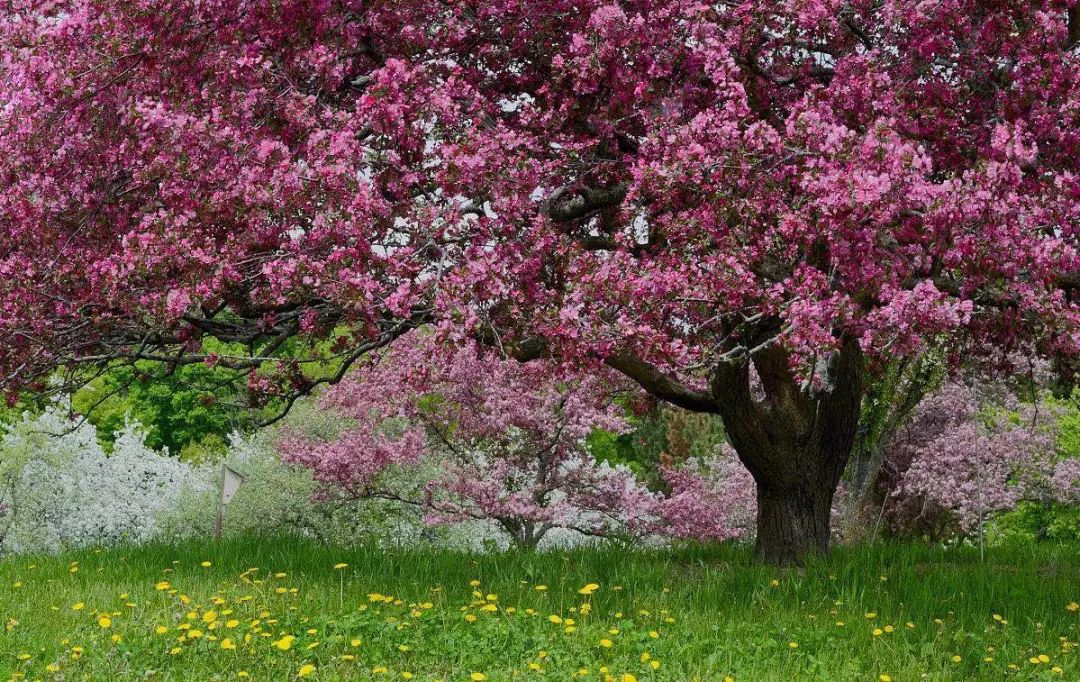 10涓ソ鐪嬬殑鑺辨捣鍦扮偣鎺ㄨ崘,蹇呭幓鑺辨捣鎺ㄨ崘娴极鑺辨捣