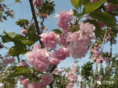 樱花开了！该寻觅浪漫了！请收好这份赏樱地图！