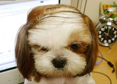 700年前的陶盘，猫认证