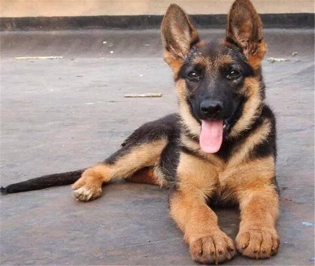 德牧一个礼拜不洗澡就臭,德牧洗澡后身上有臭味怎么办