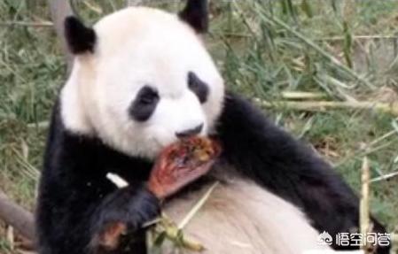 大熊猫吃羊怎么处理,野生大熊猫被什么动物吃了