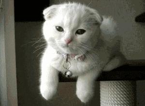 送你超模羽毛,成为逆龄仙女,“宠物界的YSL”重磅来袭!