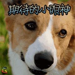 送你超模羽毛,成为逆龄仙女,“宠物界的YSL”重磅来袭!