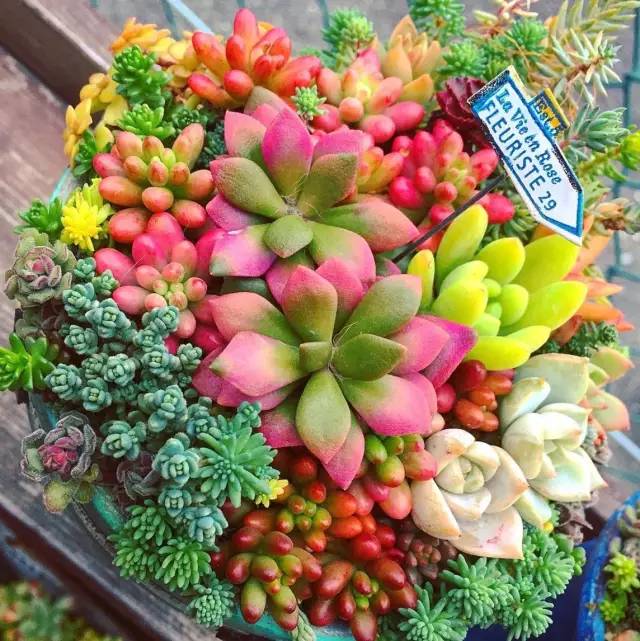 有一家多肉解忧杂货铺是一种怎样的体验