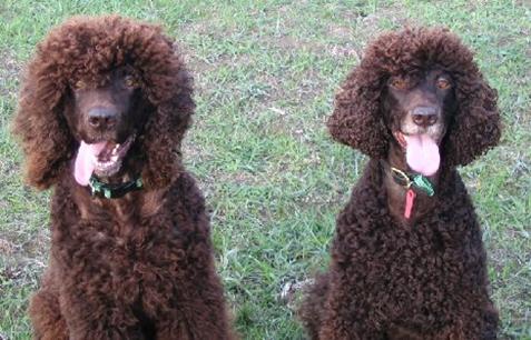 了解狗狗的十大冷知识,狗年狗狗的运势怎么样