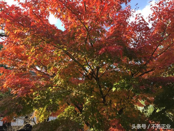 旅行|CoordinateBook06-No.535.0116°N,135.7680°E京都