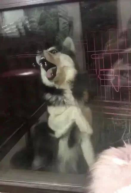 男子便宜买了只哈士奇,男子贪图便宜在网上买了哈士奇