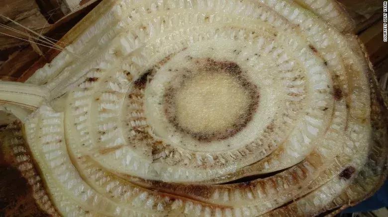 我们自认为美味的香蕉，不过是半个世纪前自然淘汰下的次等品