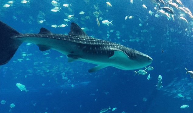 去珠海长隆海洋王国住哪里好,海昌海洋公园和长隆海洋王国