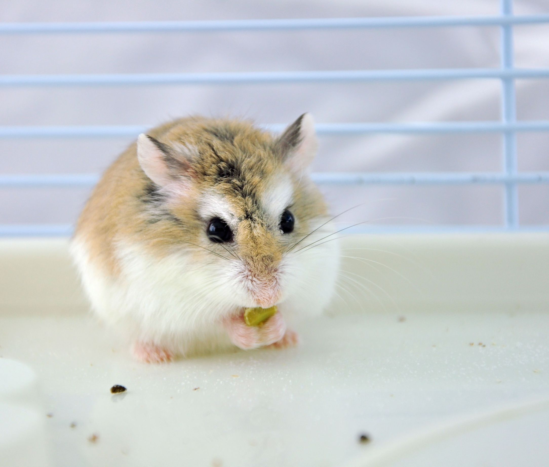 仓鼠为什么会脱皮屑,仓鼠为什么会掉毛吃什么好