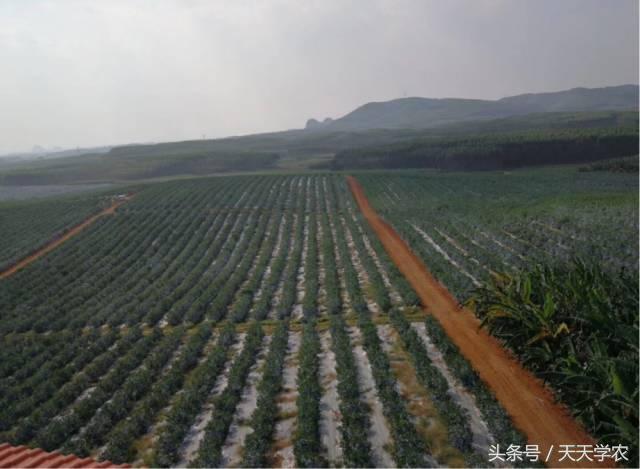 柑橘春季防治红蜘蛛的最佳时间,柑橘清园红蜘蛛如何消灭