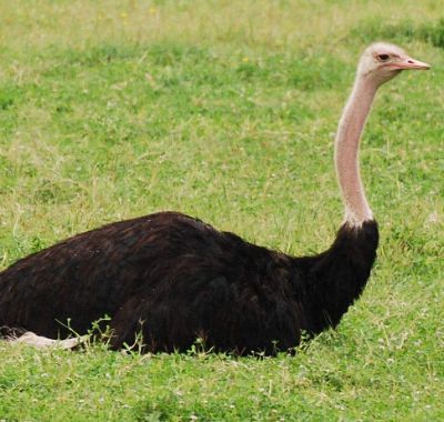 鸵鸟多少钱一颗蛋,鸵鸟一年产蛋多少枚