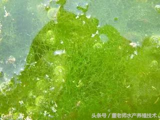 预防水缸青苔最有效的方法,池塘青苔治理用什么药