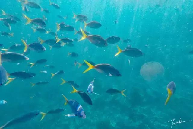 帕劳深度游出海,帕劳深潜体验