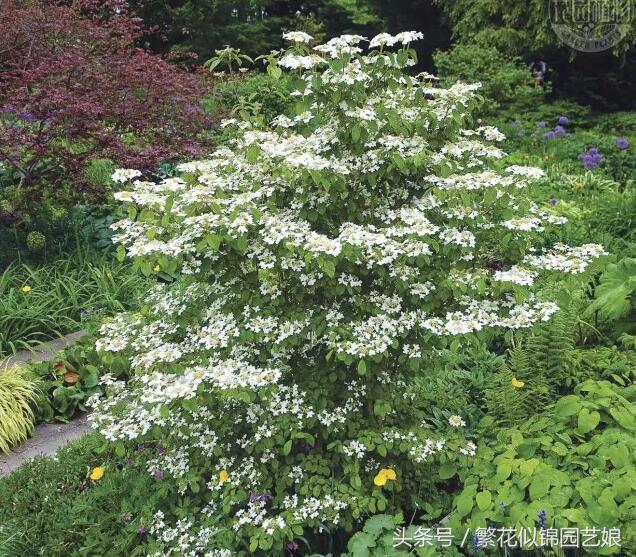 紫色长的像绣球一样的花,像蝴蝶一样的绣球