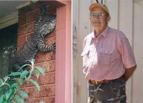 澳洲虫子到底有多可怕,澳洲虫子有多可怕