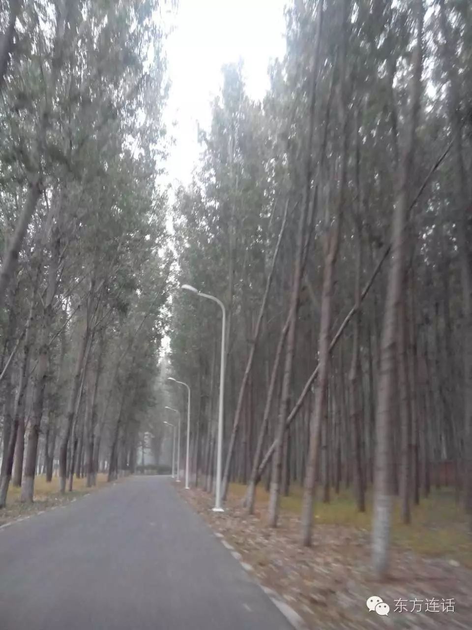 武清津北森林,没有森林的山