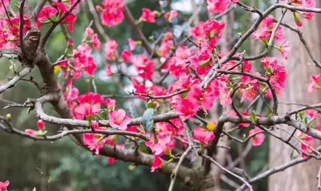 海棠花全部盛开,中国最大的海棠花观赏地