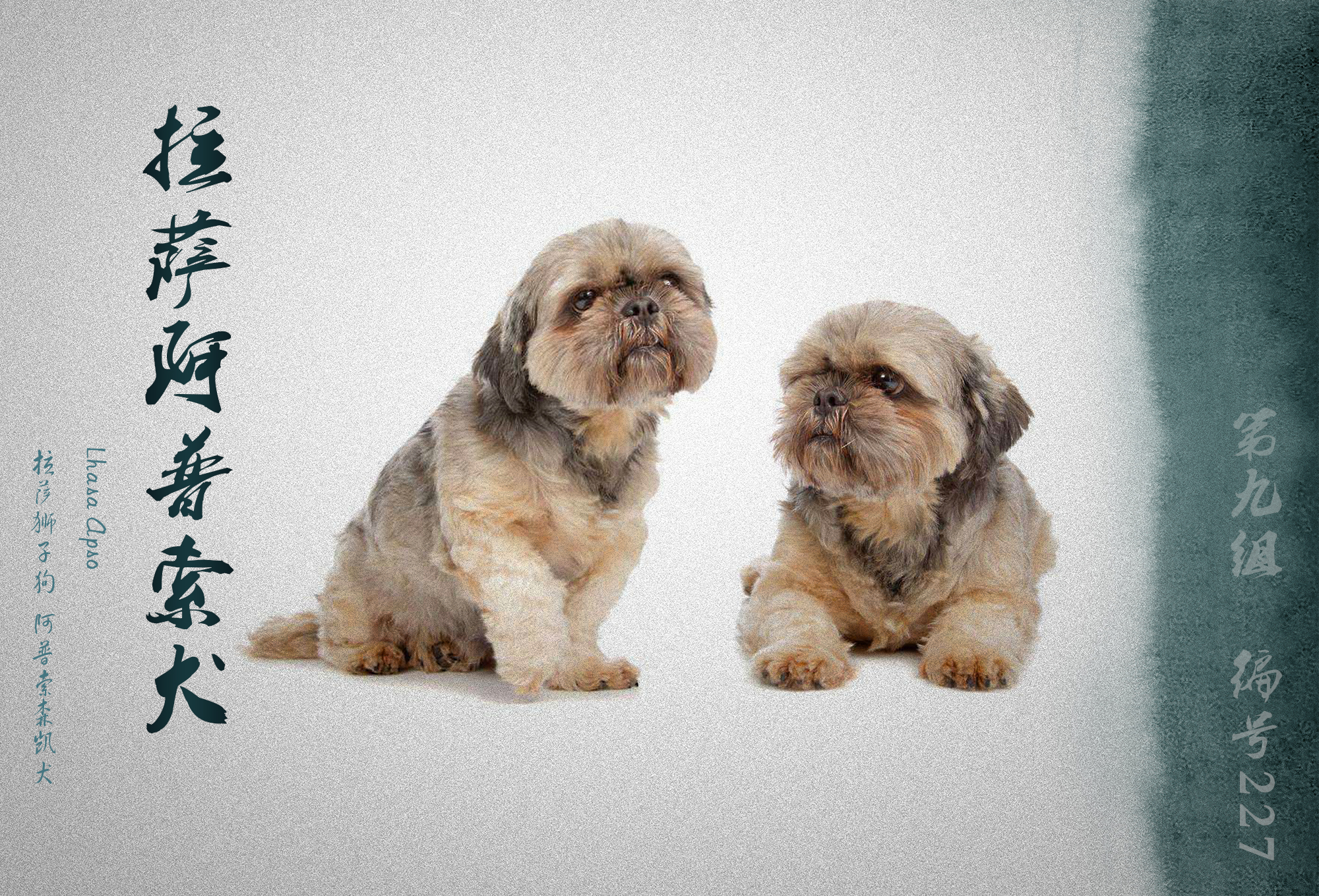 中国被fci认可的犬,被国际承认的中国犬